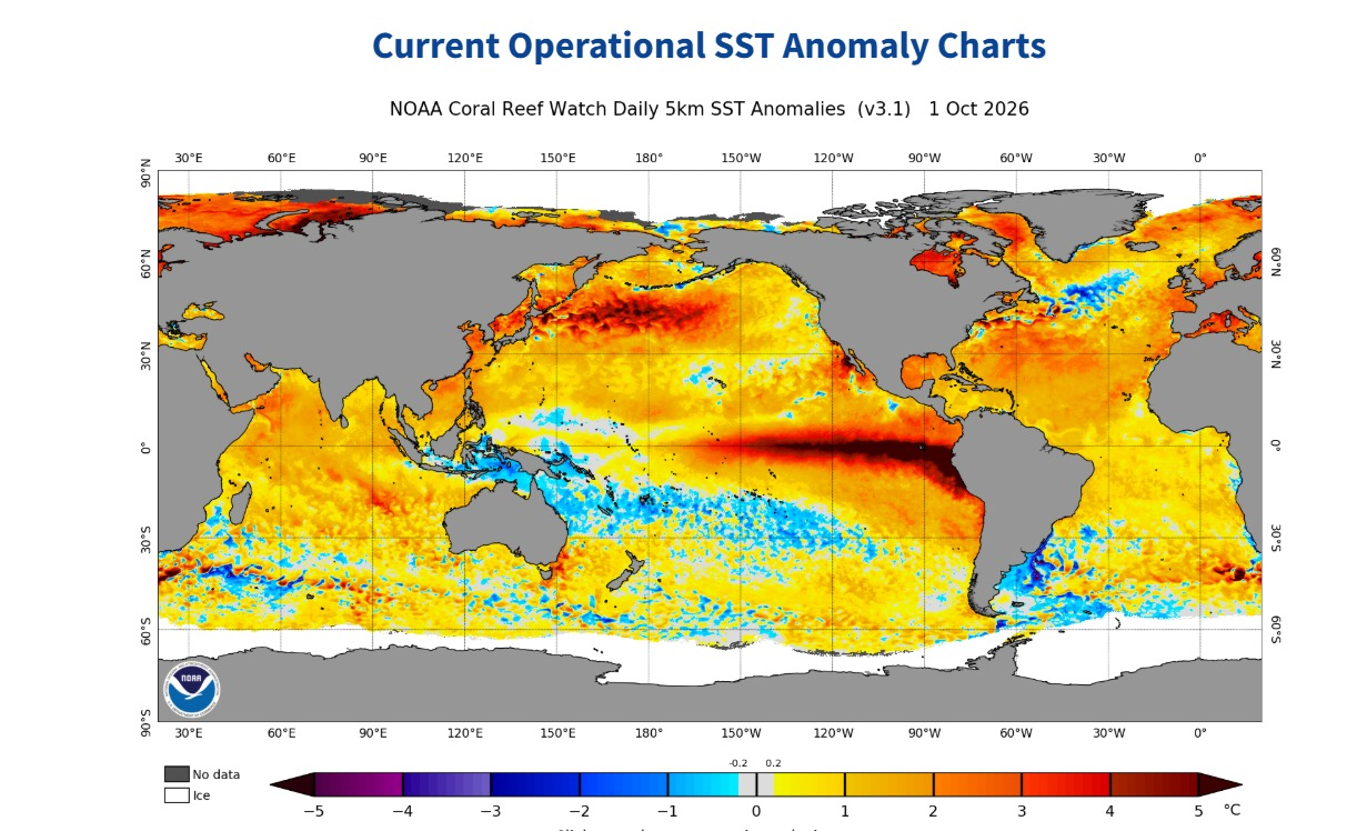 Figure 2 — NOAA Coral Reef Watch daily sea surface temperature anomalies as of 1 October 2026 showing strong El Niño warming in the eastern tropical Pacific
